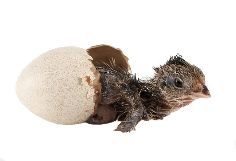 incubator chicken
