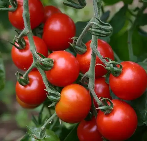 بذر گوجه هیبرید 8320