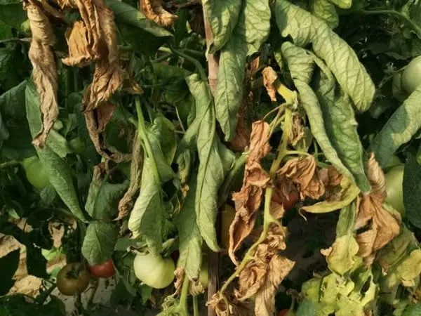 خرید Fusarium Wilt