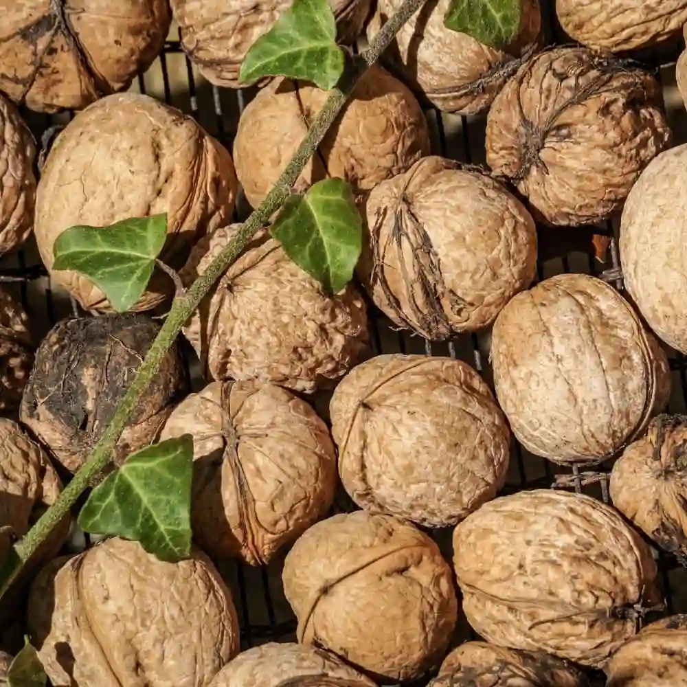 گردو فرانکت (Franquette)