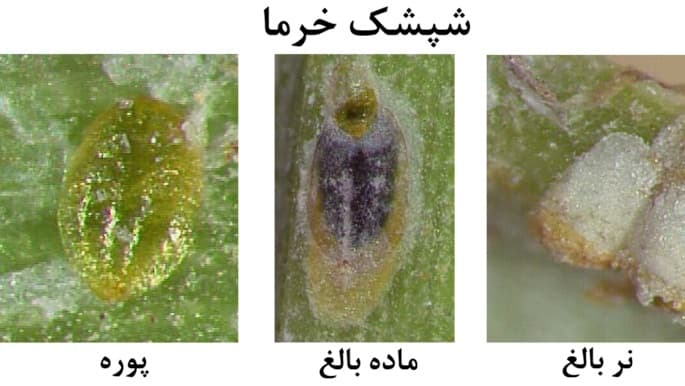 شپشک خرما