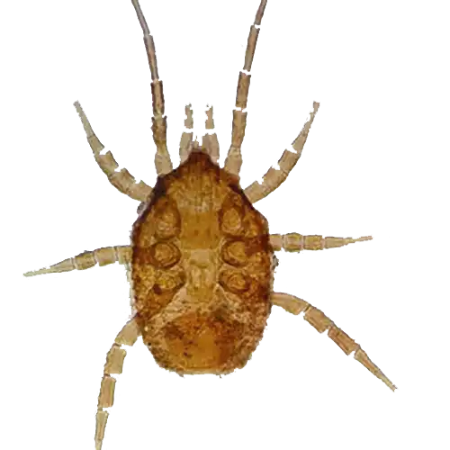 کنه شکارچی