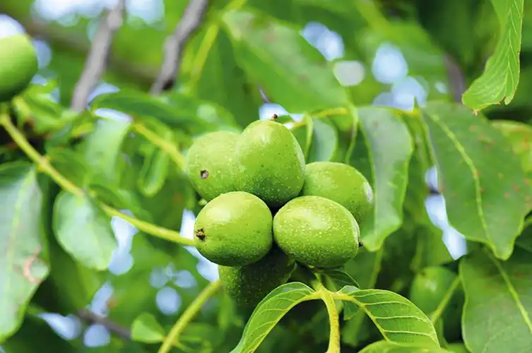 گردو فرانکت (Franquette)