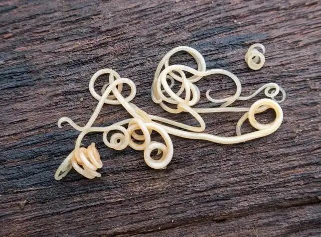 نماتدکش کلروپیکرین Chloropicrin