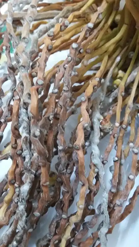 پوسیدگی خوشه خرما