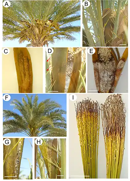 پوسیدگی گل آذین خرما خامج