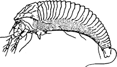 walnut-eriophyid-mite