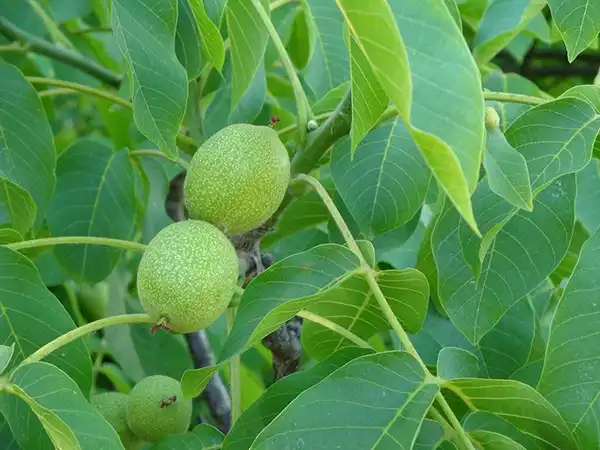 گردو فرانکت (Franquette)