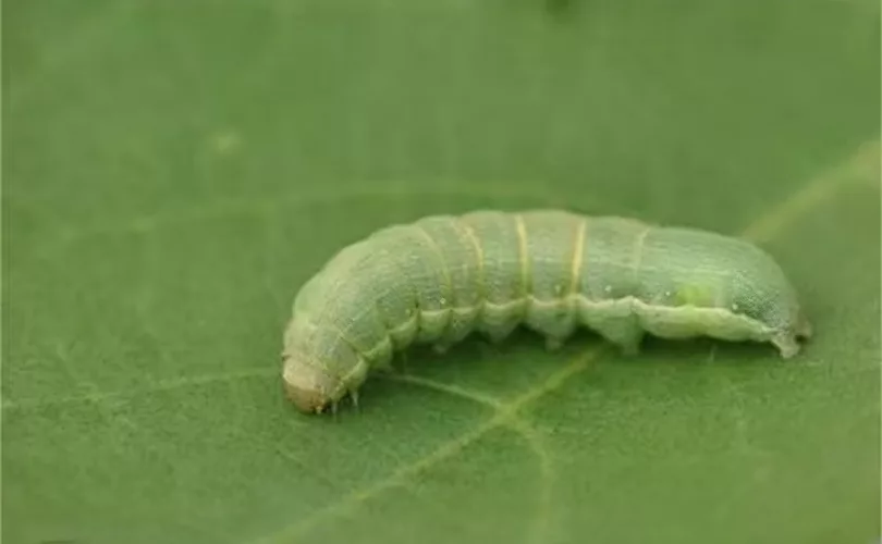 سم کرم برگخوار ساقه