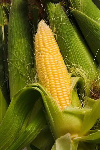 اصلاح نباتات