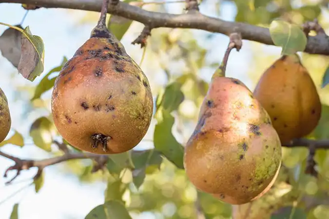آتشک گلابی