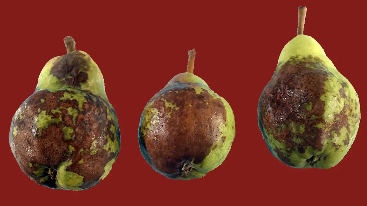 آتشک گلابی