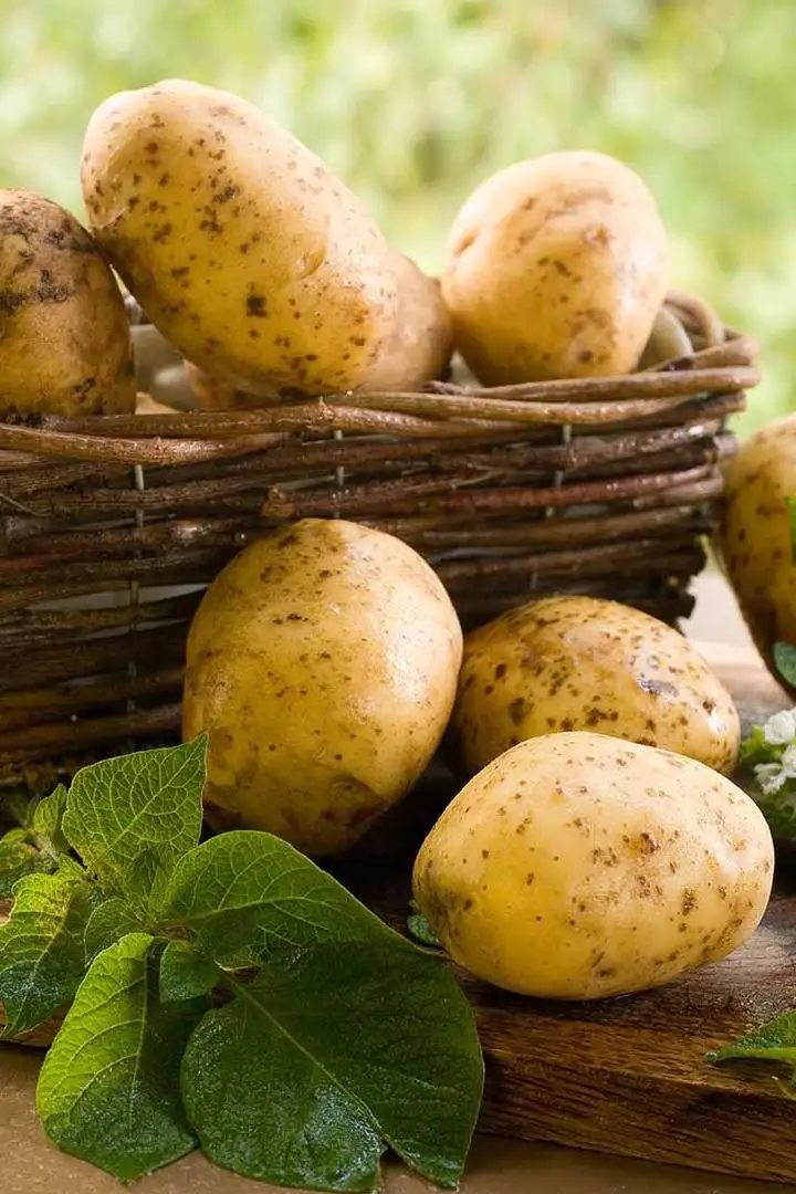 اصلاح نباتات سیب زمینی