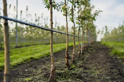 drip irrigation
