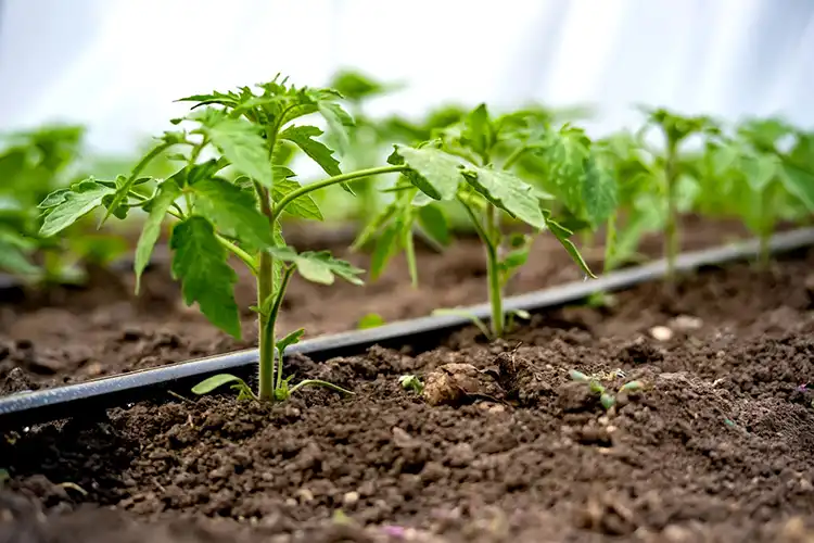آبیاری قطره ای سطحی