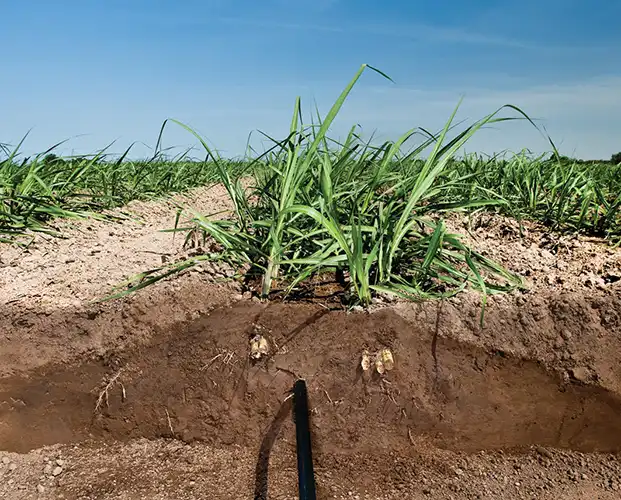 آبیاری قطره ای زیرسطحی