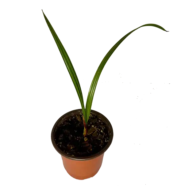 کاشت هسته خرما