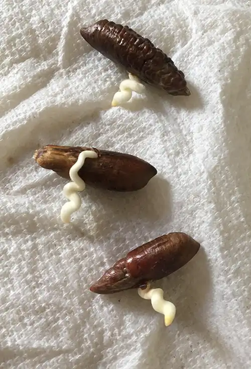 سبز کردن هسته خرما
