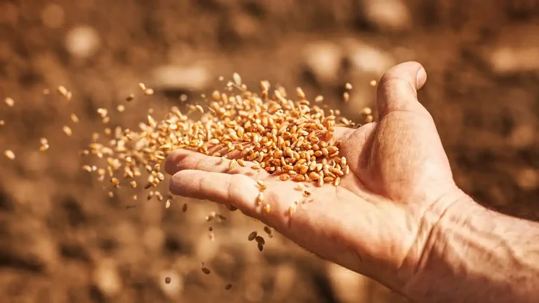 کاشت گندم دیم پاییز امسال